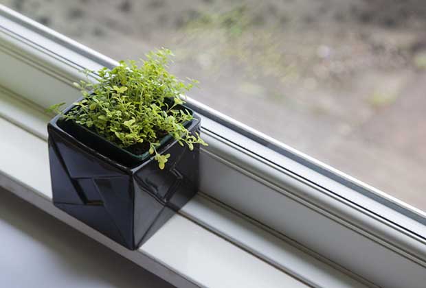 How To Grow Your Own Kitchen Garden By The Window